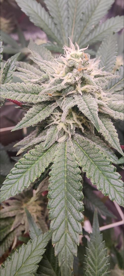 Frozen Biscotti. Week 9