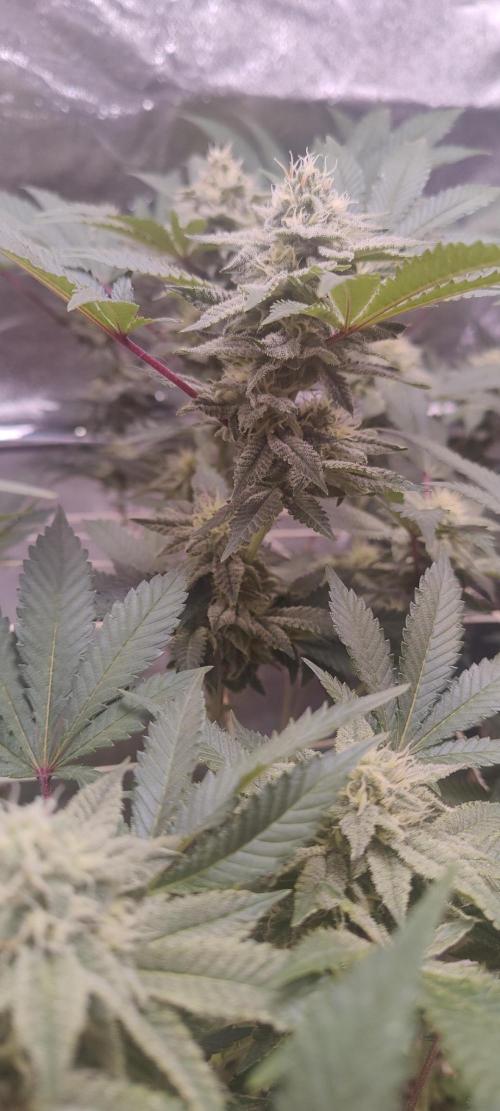 Frozen Biscotti. Week 9