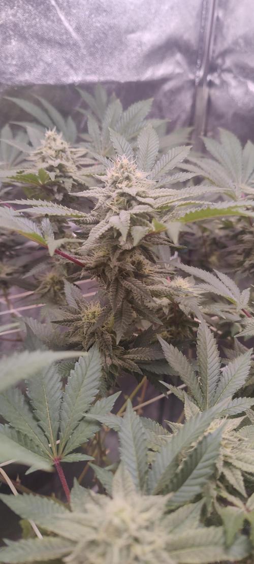 Frozen Biscotti. Week 9