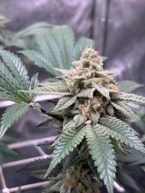 Frozen Biscotti. Week 10