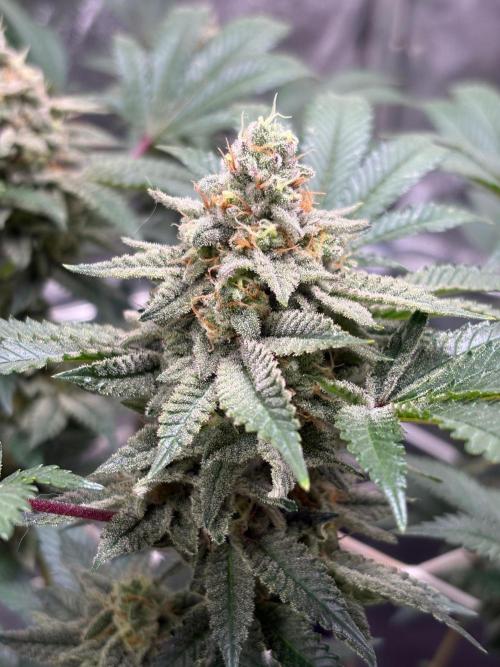 Frozen Biscotti. Week 10