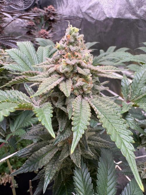 Frozen Biscotti. Week 11