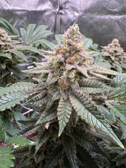 Frozen Biscotti. Week 11