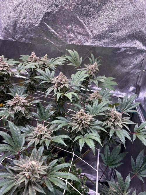 Frozen Biscotti. Week 12