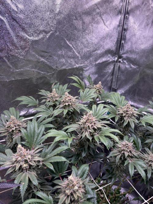 Frozen Biscotti. Week 12