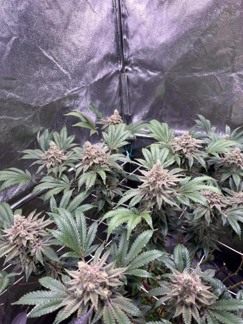 Frozen Biscotti. Week 12