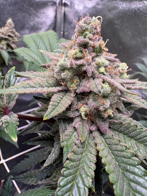 Frozen Biscotti. Week 12