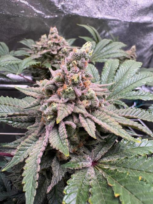 Frozen Biscotti. Week 12