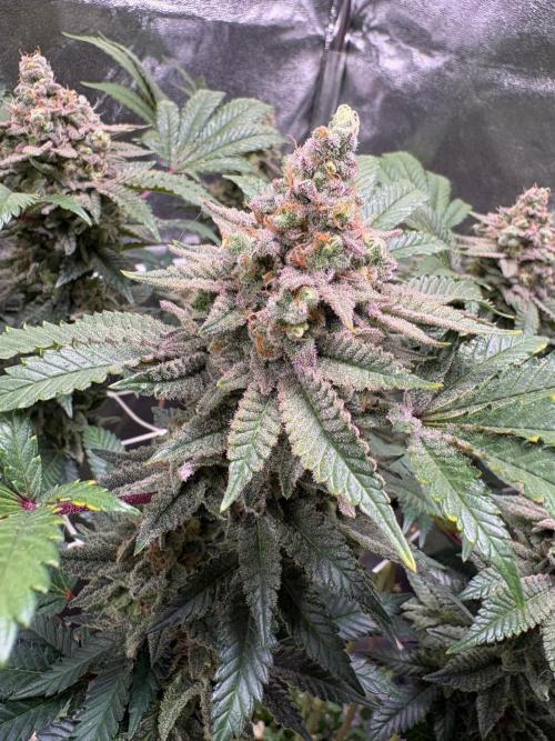 Frozen Biscotti. Week 12