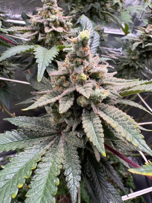 Frozen Biscotti. Week 12