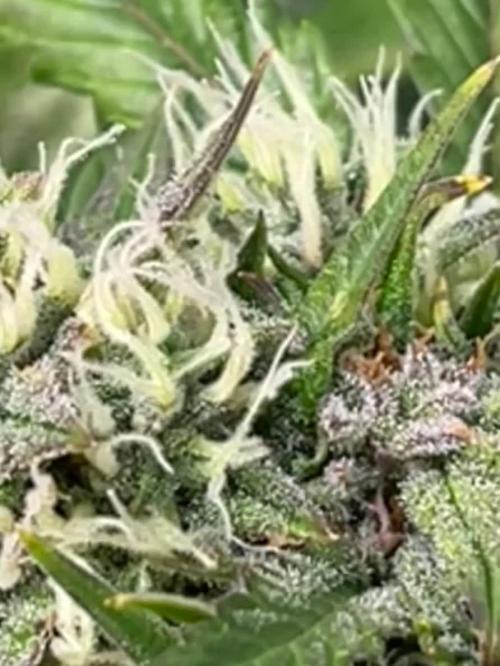1st grow