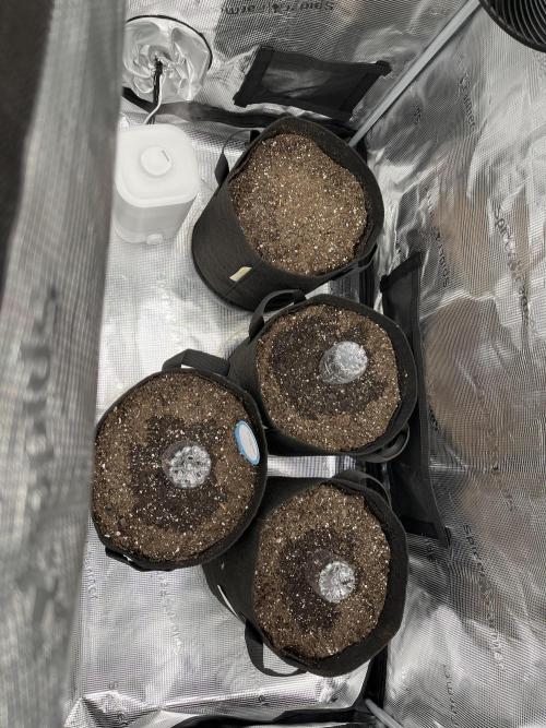 Grow 2. Week 0