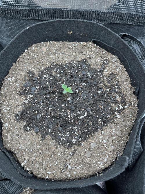 Grow 2. Week 0