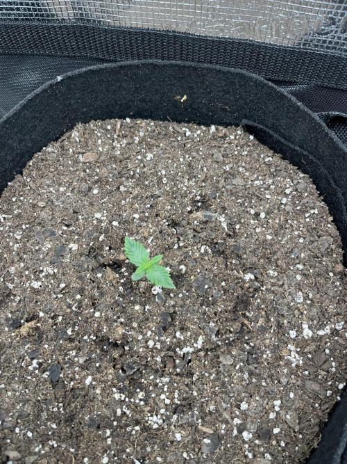 Grow 2. Week 0