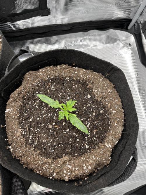 Grow 2. Week 1 - Candy Bubatz 