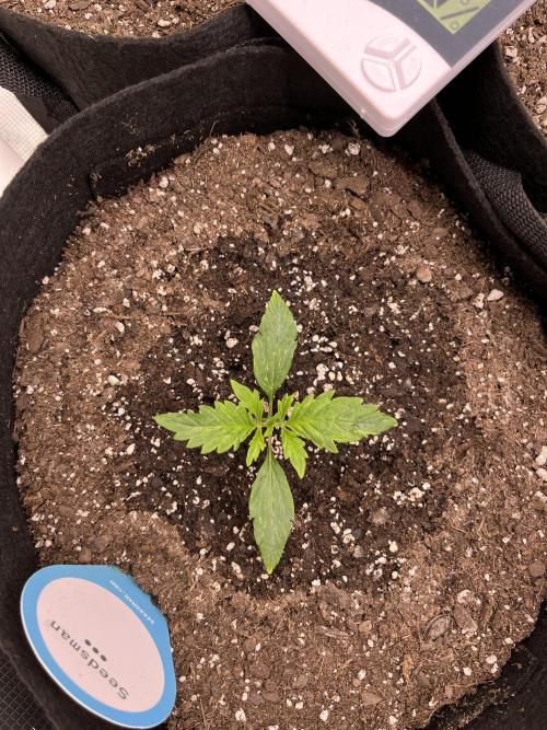 Grow 2. Week 1 - Caramel cream