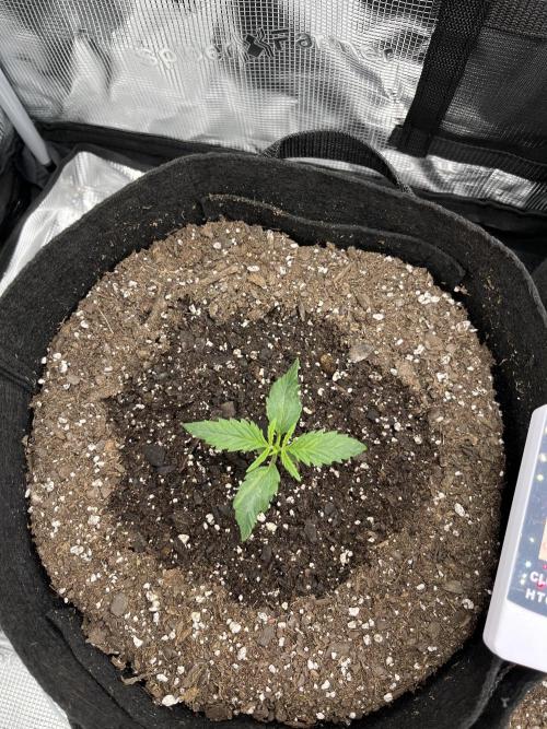 Grow 2. Week 1 - G13