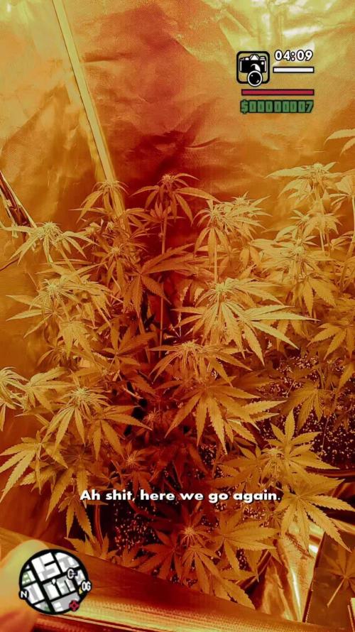 Banana purple punch autoflower #FastBuds