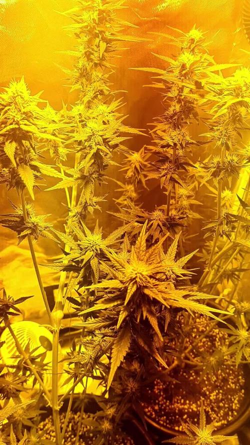 Banana purple punch autoflower #FastBuds