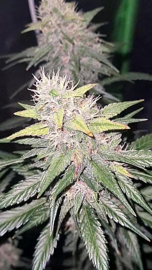 Banana purple punch autoflower #FastBuds