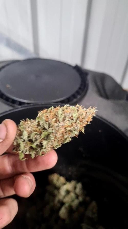 Banana purple punch autoflower #FastBuds