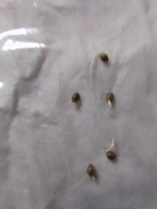 HHG Project McFrostyy. Week 0 - 12/9/25 A little more than 48 hours post 18 hour water soak!