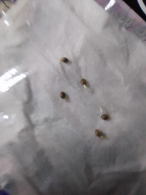 HHG Project McFrostyy. Week 0 - 12/9/25 A little more than 48 in!