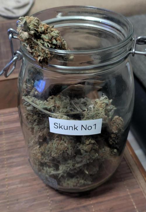 Indoor Grow. Week 14