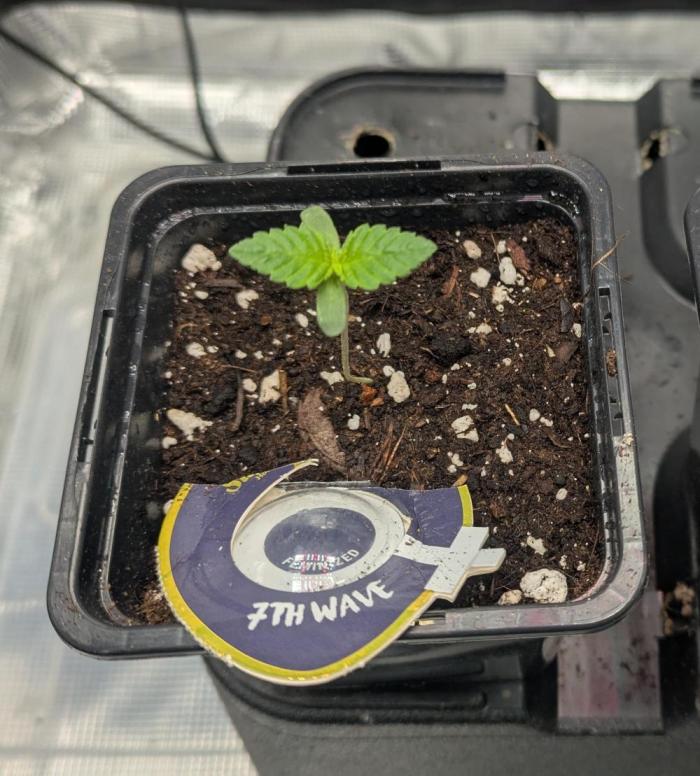 The 7th Wave. Week 1