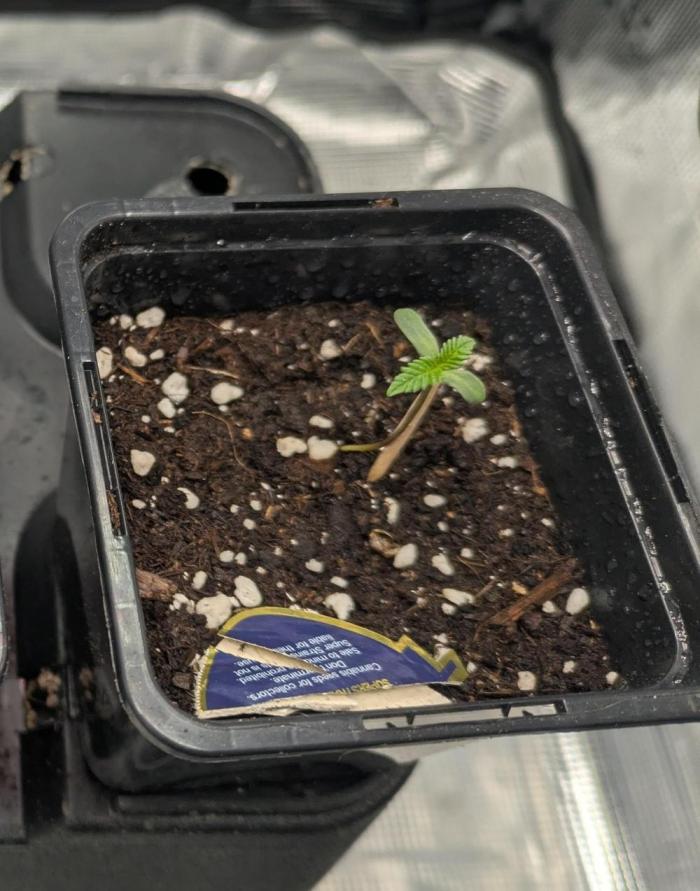 Enemy of the State. Week 1