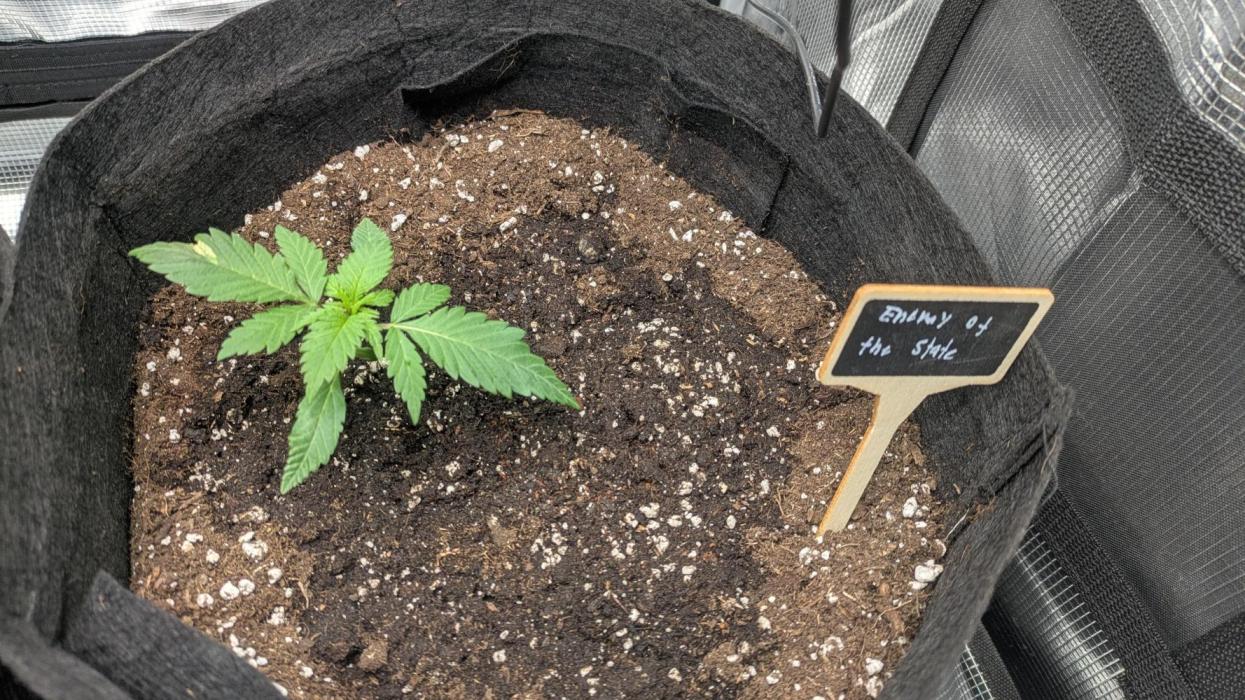 Enemy of the State. Week 2