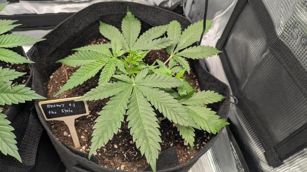 Enemy of the State. Week 4