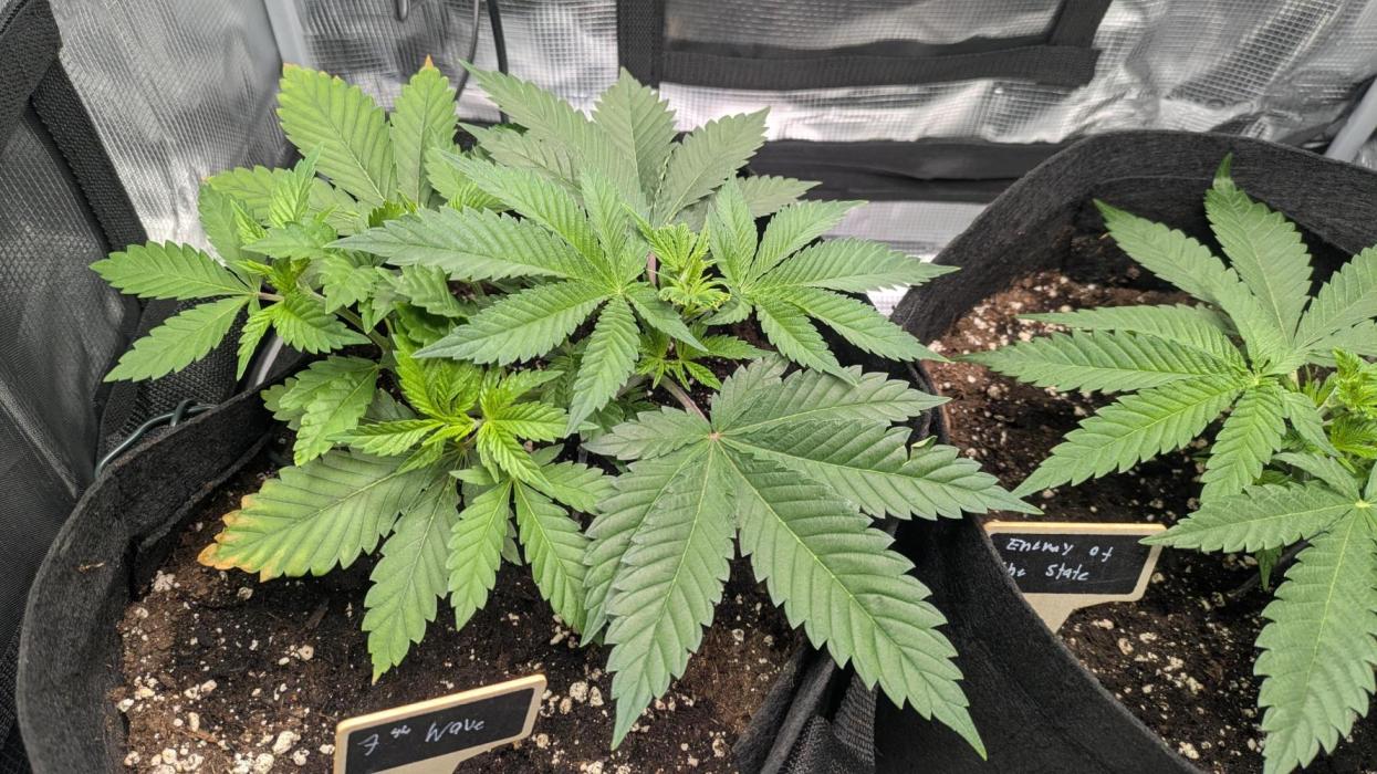 The 7th Wave. Week 4