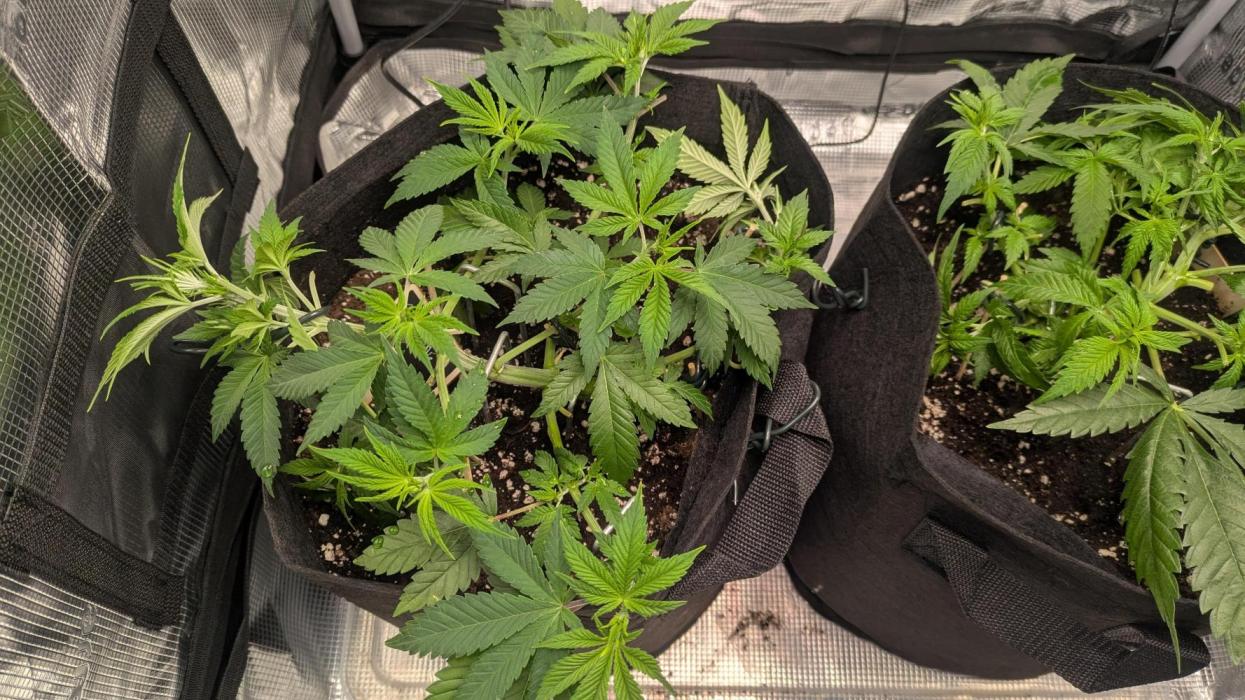 The 7th Wave. Week 5