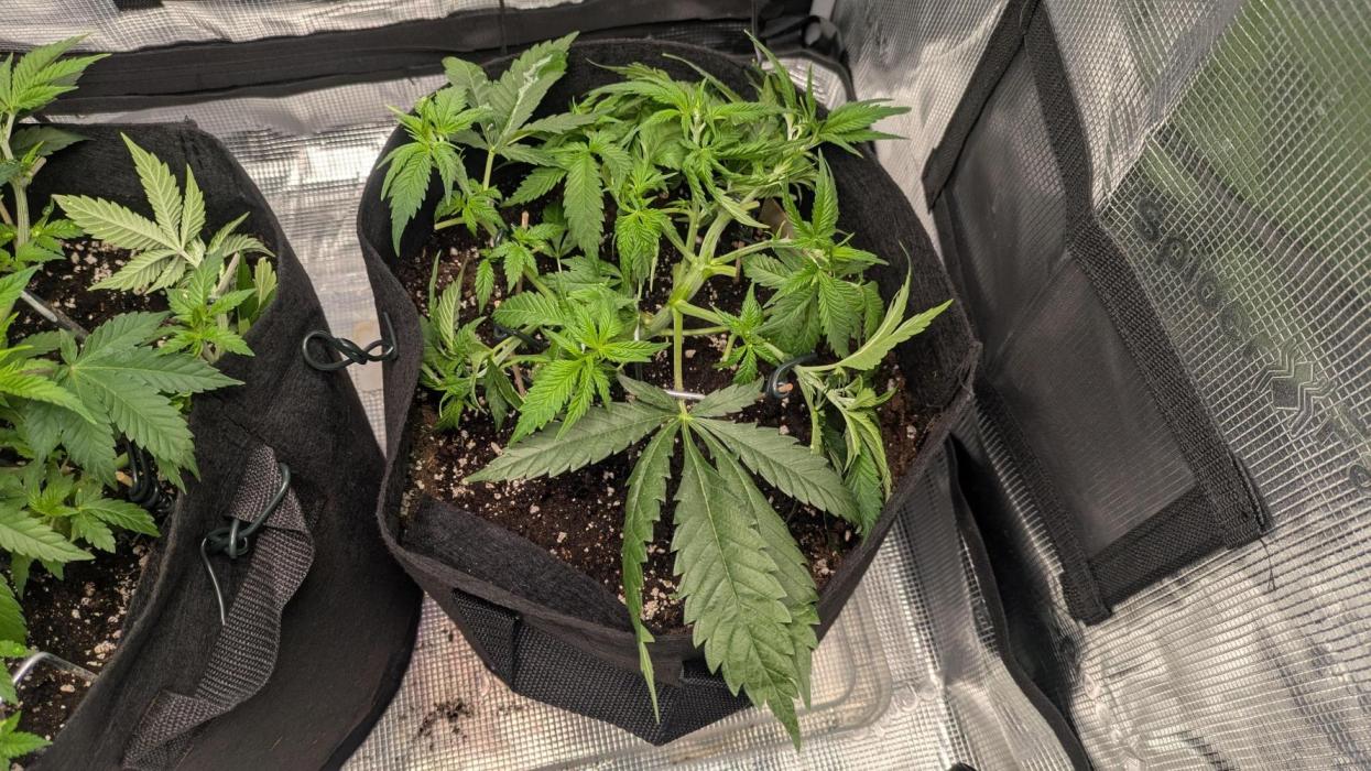 Enemy of the State. Week 5