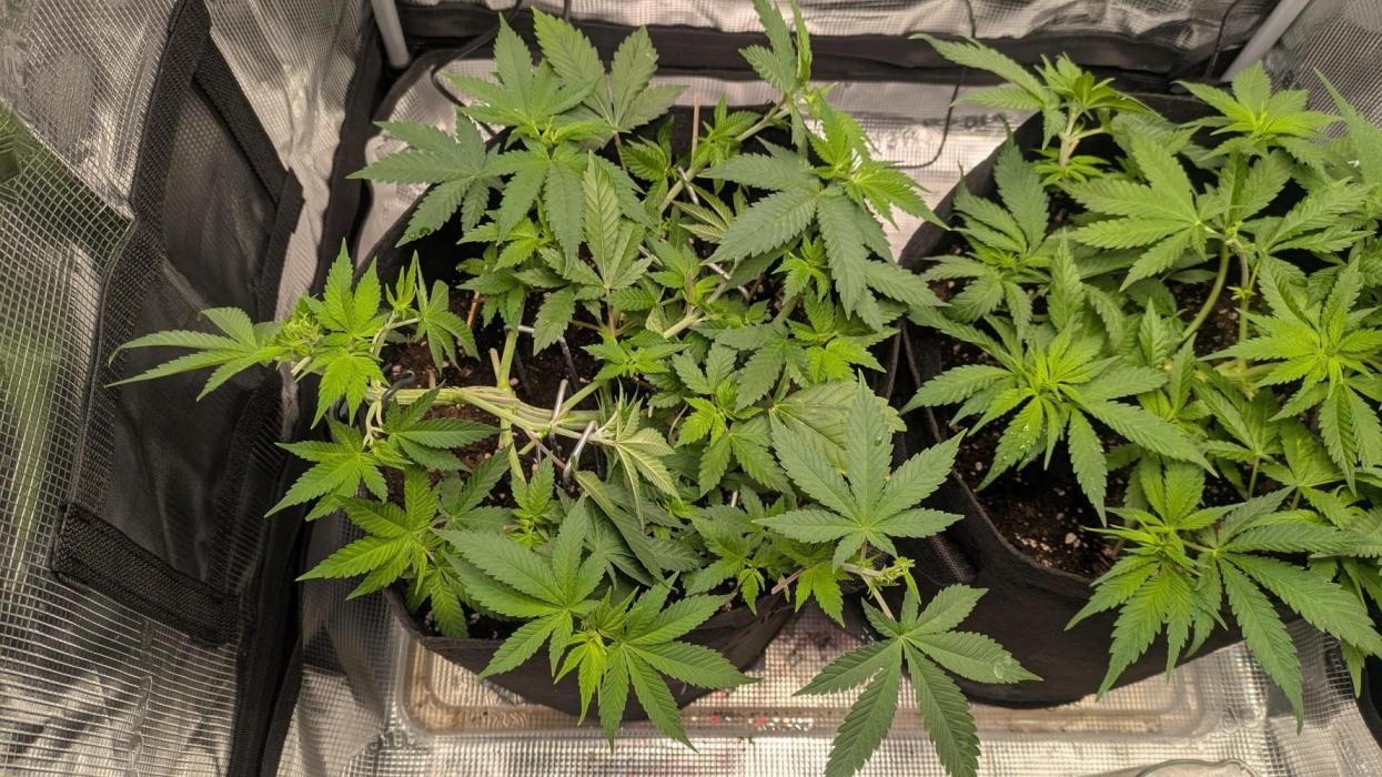 The 7th Wave. Week 6