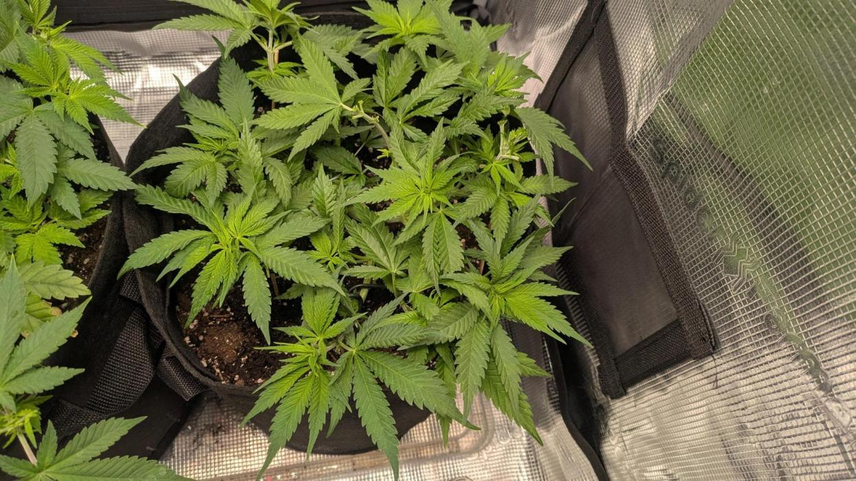 Enemy of the State. Week 6