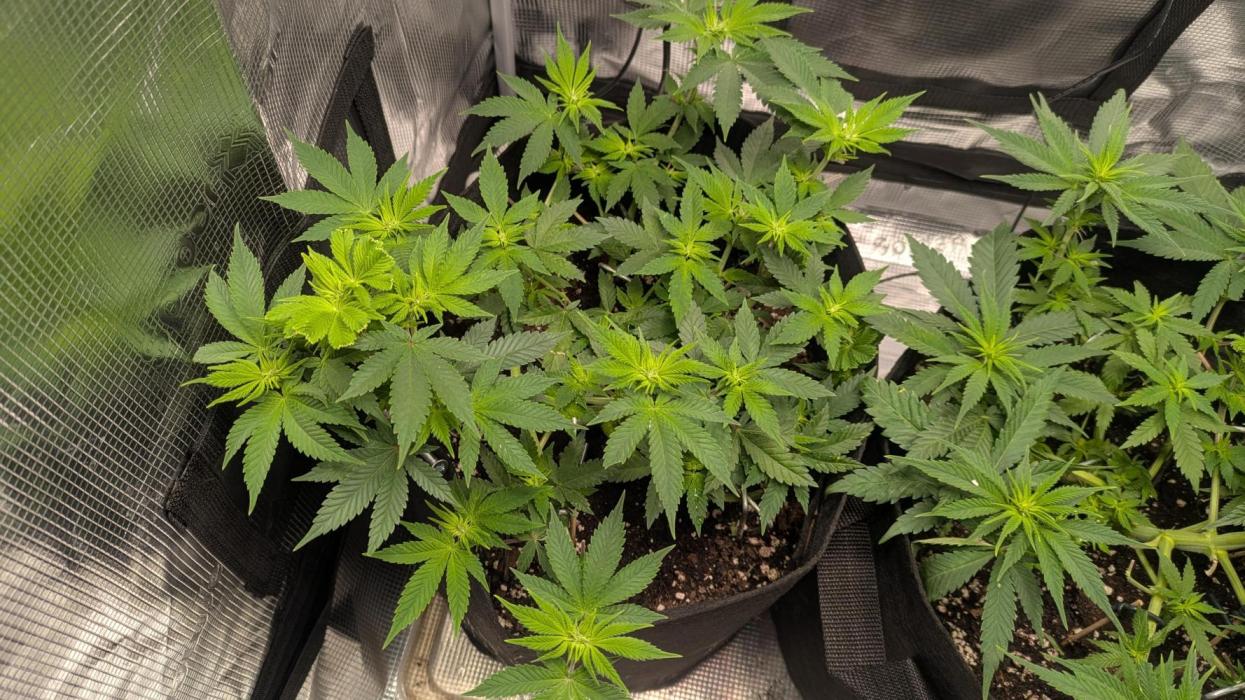 The 7th Wave. Week 7