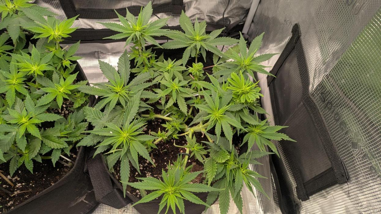 Enemy of the State. Week 7