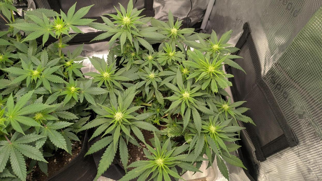 Enemy of the State. Week 8