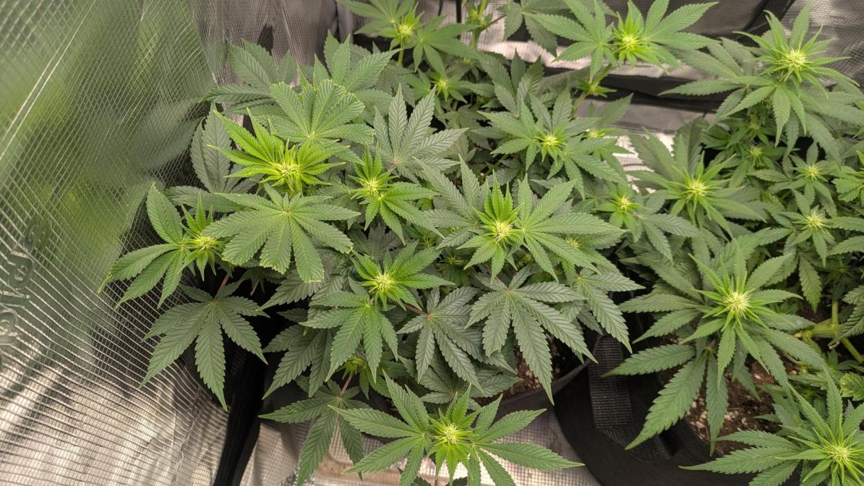 The 7th Wave. Week 8