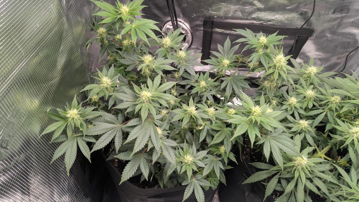 The 7th Wave. Week 9