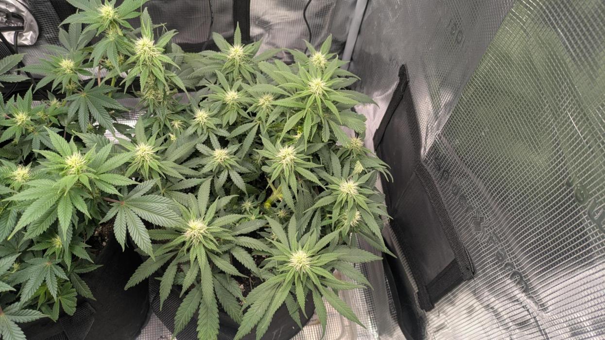 Enemy of the State. Week 9