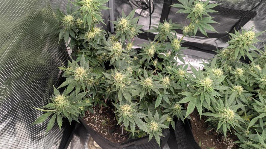 The 7th Wave. Week 10