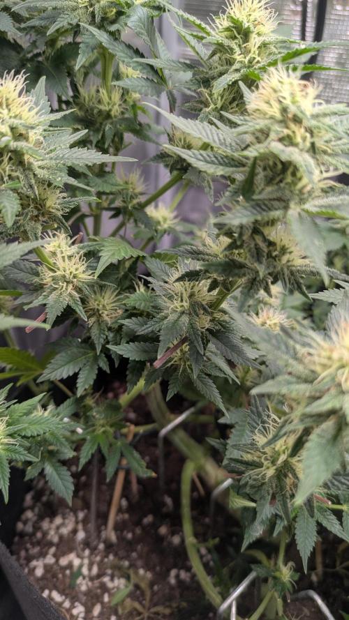 The 7th Wave. Week 10