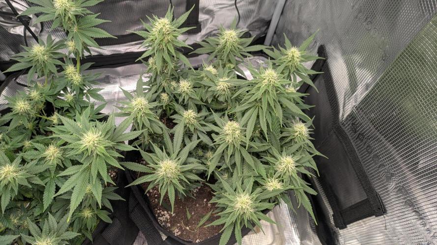 Enemy of the State. Week 10