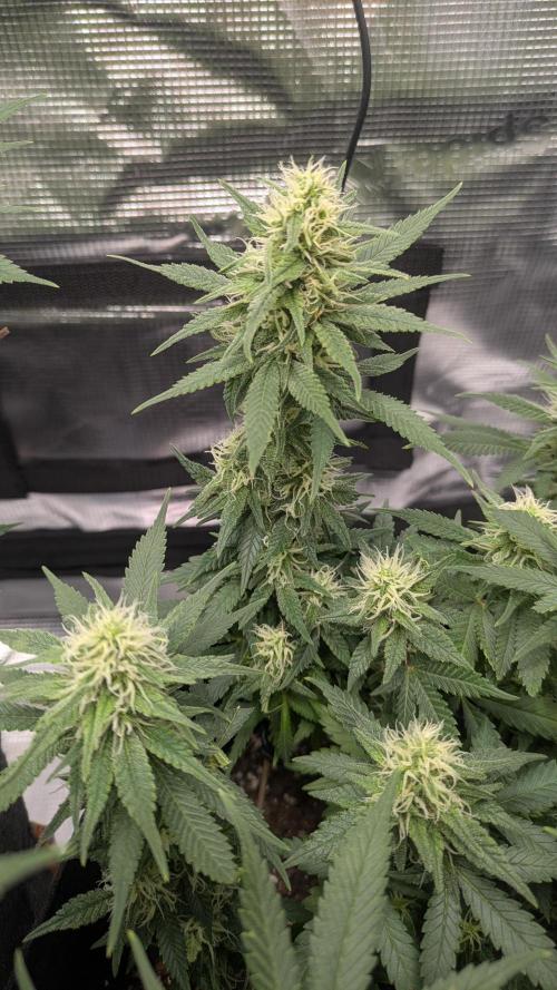 Enemy of the State. Week 10