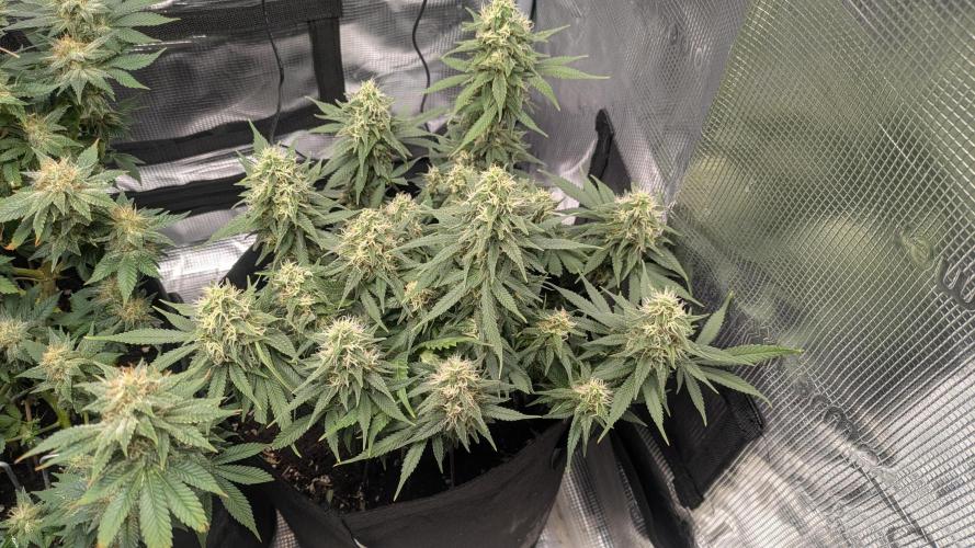 Enemy of the State. Week 12