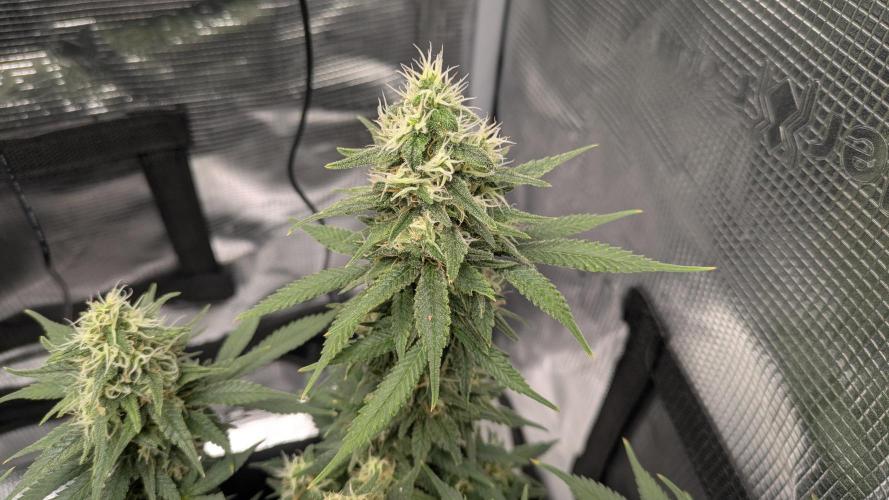 Enemy of the State. Week 12