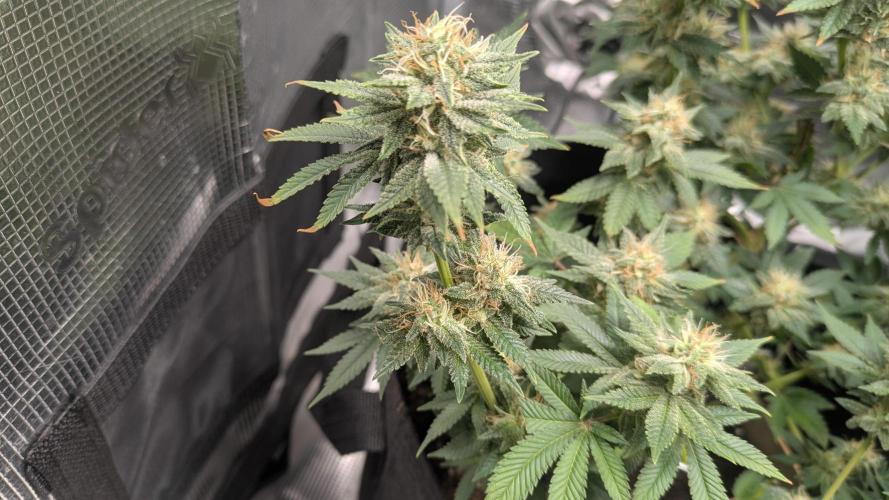 The 7th Wave. Week 12